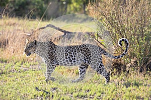 Leopard going out on a hunt in Botswana, Africa