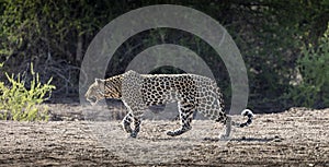 Leopard going out on a hunt in Botswana, Africa