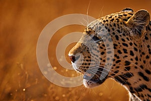 Leopard golden grass sunset, Savuti, Chobe NP, in Botswana, Africa. Big spotted cat in the wild nature. Wildlife Botswana