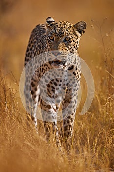 Leopard golden grass sunset, Savuti, Chobe NP, in Botswana, Africa. Big spotted cat in the wild nature. Wildlife Botswana