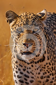 Leopard golden grass sunset, Savuti, Chobe NP, in Botswana, Africa. Big spotted cat in the wild nature. Wildlife Botswana