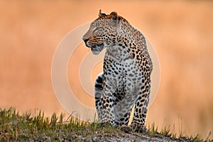 Leopard golden grass sunset, Savuti, Chobe NP, in Botswana, Africa. Big spotted cat in the wild nature. Wildlife Botswana. Wild