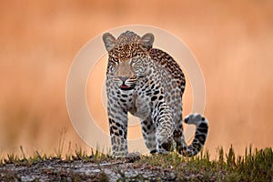 Leopard golden grass sunset, South Lunagwa, Zambia, Africa. Big spotted cat in the wild nature. Wildlife Botswana. Wild leopard