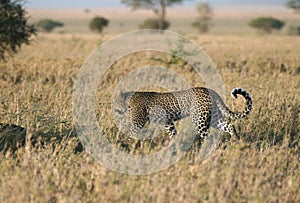 Leopard in grass