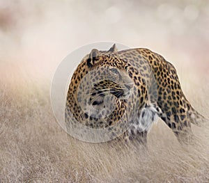 Leopard in the grass