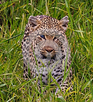 A Leopard on the grass in Kruger Park South Africa