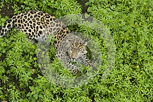 Leopard on the grass looking in camera