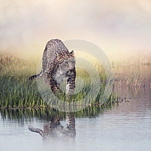 Leopard in the grass near water