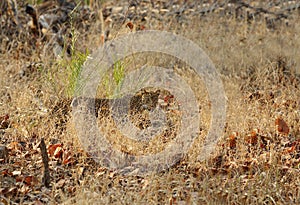 Leopard in grasses of Pench National Park