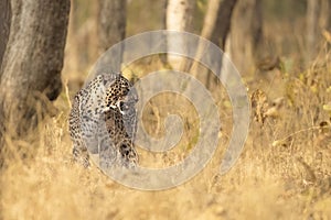 Leopard in grassland of pench national park