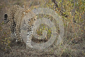 Leopard in the grasslands