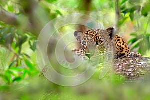 Leopard in green vegetation. Hidden Sri Lankan leopard, Panthera pardus kotiya, Big spotted wild cat lying on the tree in the