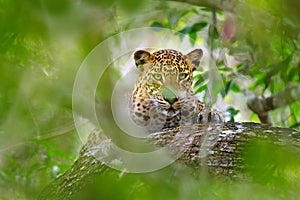 Leopard in green vegetation. Hidden Sri Lankan leopard, Panthera pardus kotiya, Big spotted wild cat lying on the tree in the