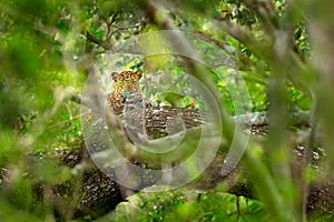 Leopard in green vegetation. Hidden Sri Lankan leopard, Panthera pardus kotiya, Big spotted wild cat lying on the tree in the