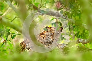 Leopard in green vegetation. Hidden Sri Lankan leopard, Panthera pardus kotiya, Big spotted wild cat lying on the tree in the