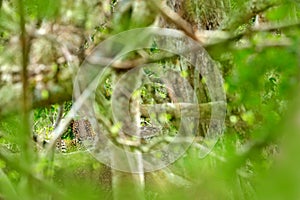 Leopard in green vegetation. Hidden Sri Lankan leopard, Panthera pardus kotiya, Big spotted wild cat lying on the tree in the