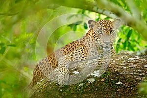 Leopard in green vegetation. Hidden Sri Lankan leopard, Panthera pardus kotiya, Big spotted wild cat lying on the tree in the natu photo