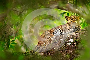 Leopard in green vegetation. Hidden Sri Lankan leopard, Panthera pardus kotiya, Big spotted wild cat lying on the tree in the photo