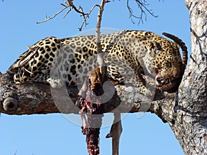 Leopard on a grey arid branch nibbling on its prey