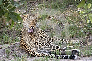 Leopard grooming in Botswana, Africa