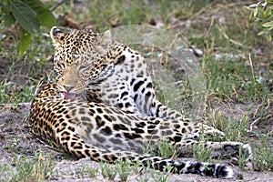 Leopard grooming in Botswana, Africa