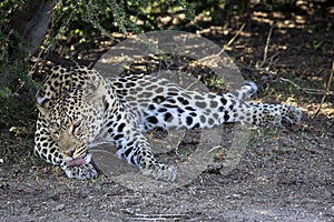 Leopard grooming in Botswana, Africa