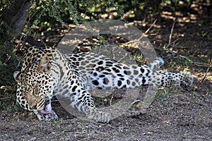 Leopard grooming in Botswana, Africa