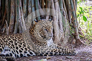 Leopard on the ground.