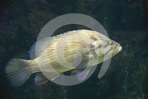Leopard grouper or Mycteroperca rosacea
