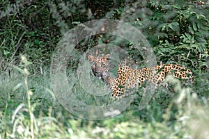 Leopard in Habitat at Jhalana Leopard Reserve, Jaipur, Rajasthan, India