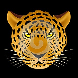 Leopard head