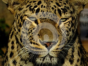 Leopard head