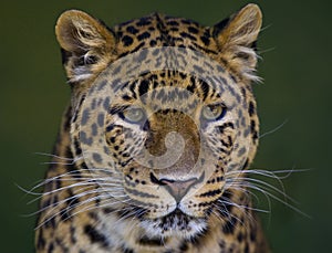 Leopard head