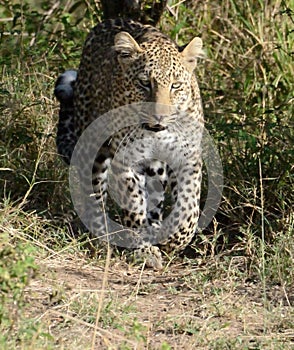 Leopard Headshot