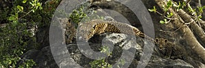 Leopard and her cubs resting on rocks, Serengeti, Tanzania