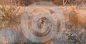 Leopard hiding behind the grass waiting for the prey