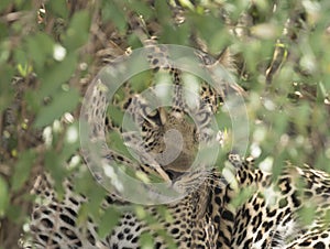 Leopard hiding in the bushes.