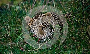 Leopard hiding in the grass. Close-up. National Park. Kenya. Tanzania.