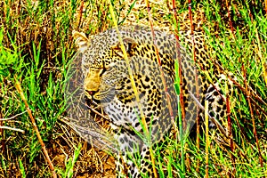 Leopard in the High Grass along the Olifant River in Kruger National Park