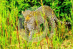 Leopard in the High Grass along the Olifant River in Kruger National Park