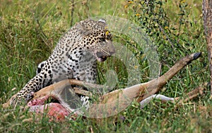 Leopard with his prey. National Park. Kenya. Tanzania. Maasai Mara. Serengeti.