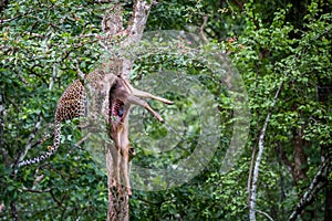 Leopard holding its kill on a tree