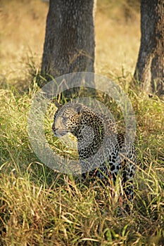 Leopard Hunt