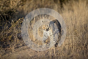 A leopard on the hunt