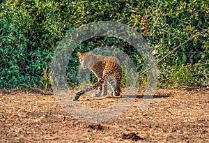 Leopard on the hunt - South Luangwa NP Zambia