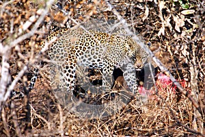 Leopard with hunted deer