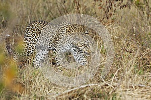 A leopard hunting