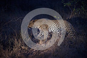Leopard hunting at night 2