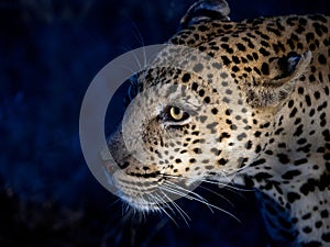 Leopard hunting at night