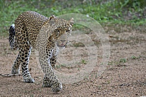 Leopard hunting in South Luangwa National Park, Zambia